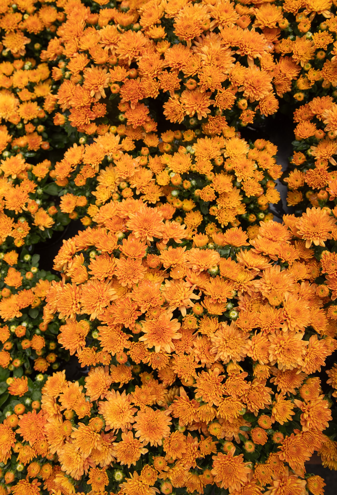 Dense cluster of vibrant orange marigold flowers