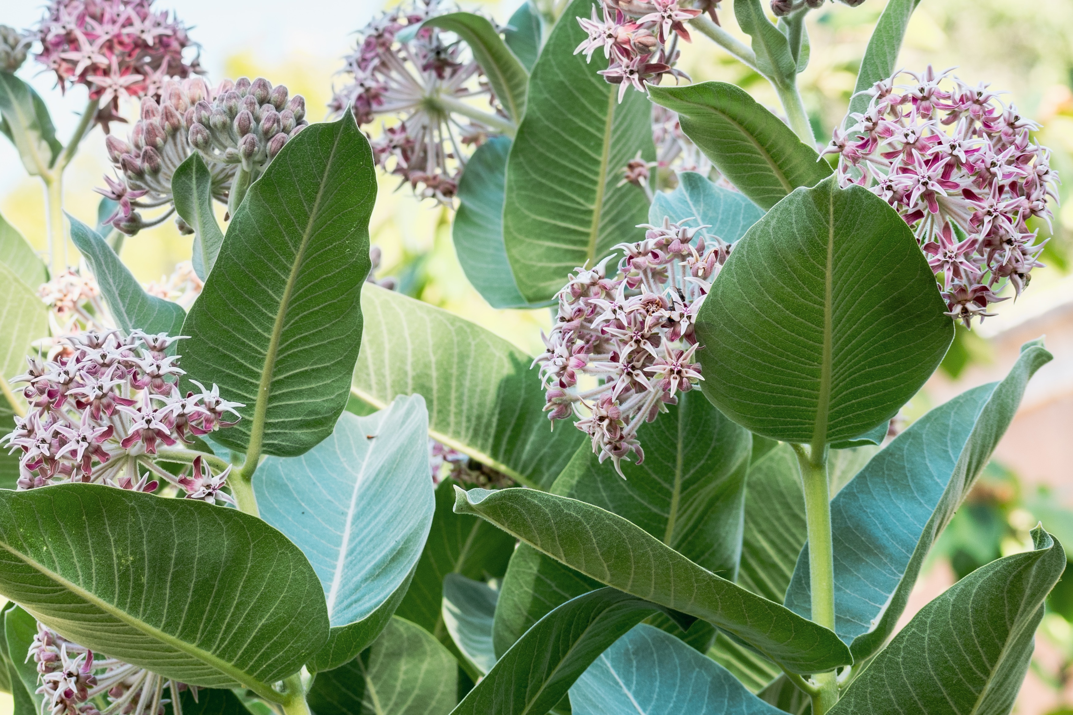 Close-up of milkweed blossoms and leaves, showing detailed pink flowers and green foliage