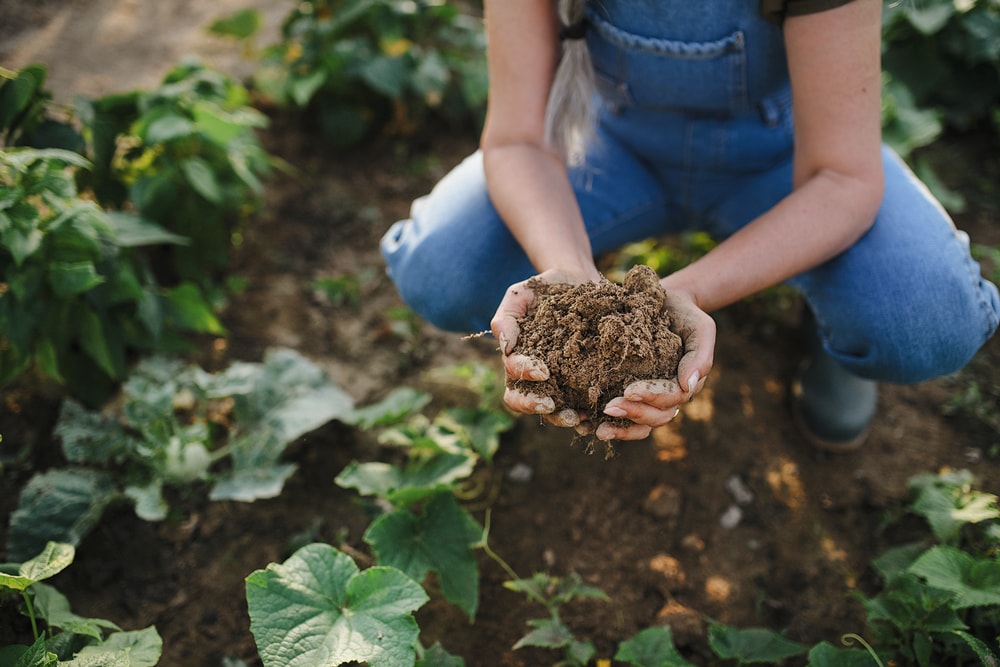 Femme en salopette tenant de la terre fertile dans un jardin