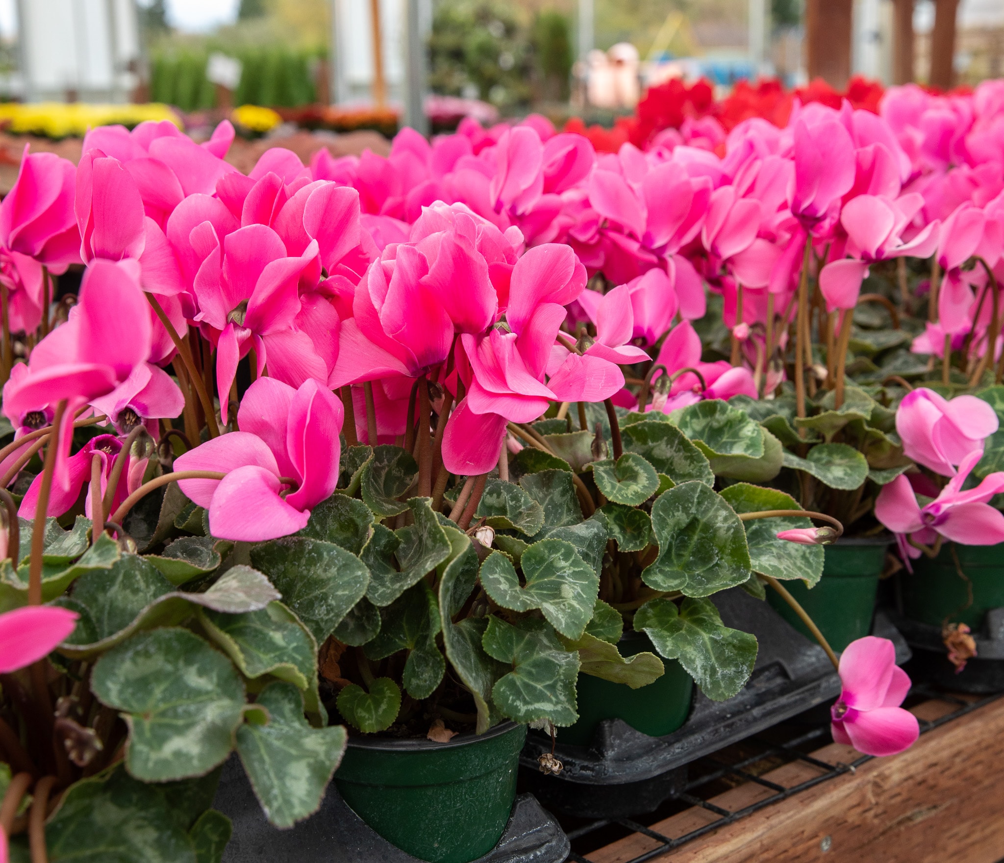 Vibrant pink cyclamen plants arranged in trays at a garden center