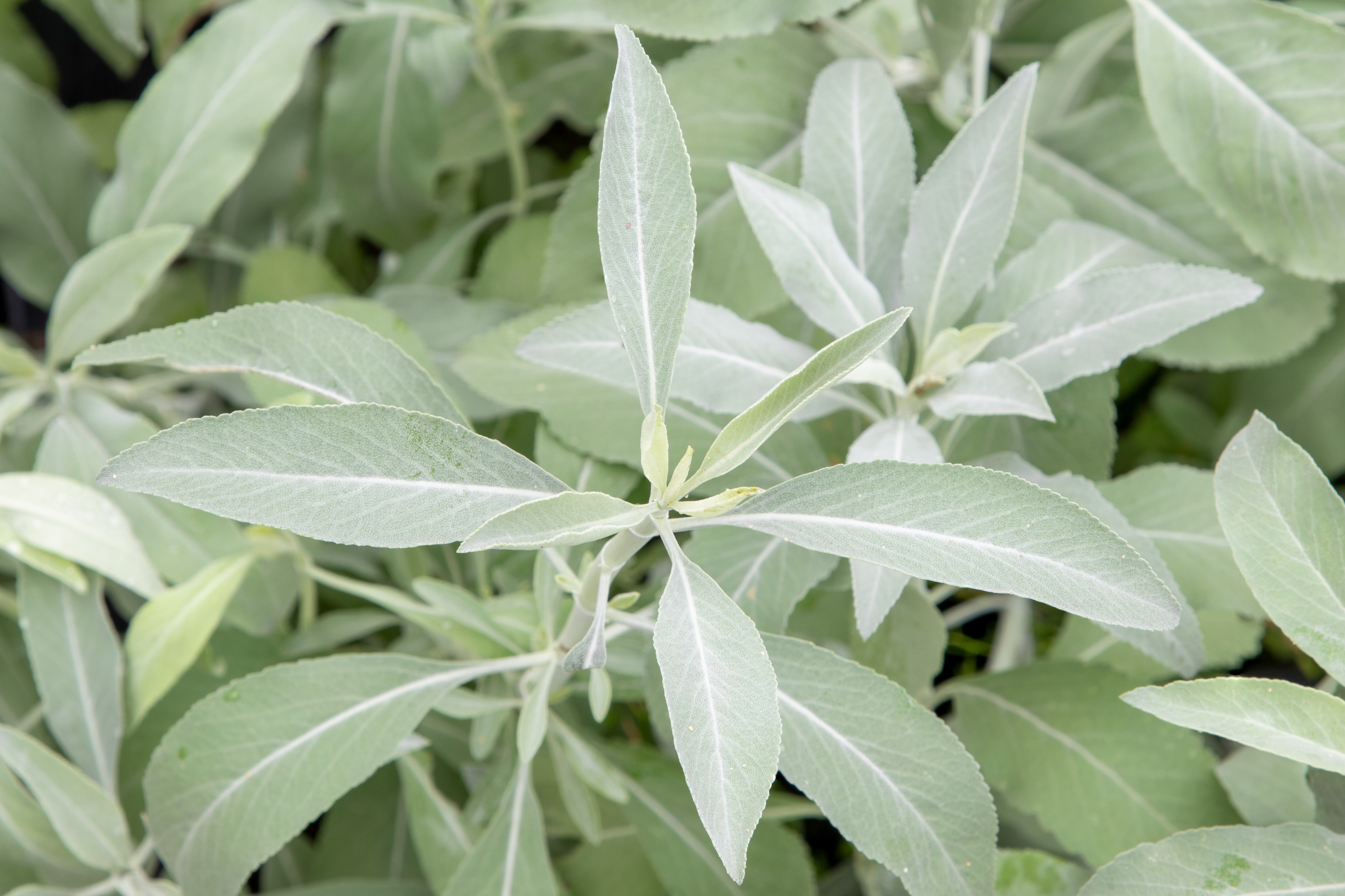 Close-up of sage leaves with a pale green, soft, and velvety texture