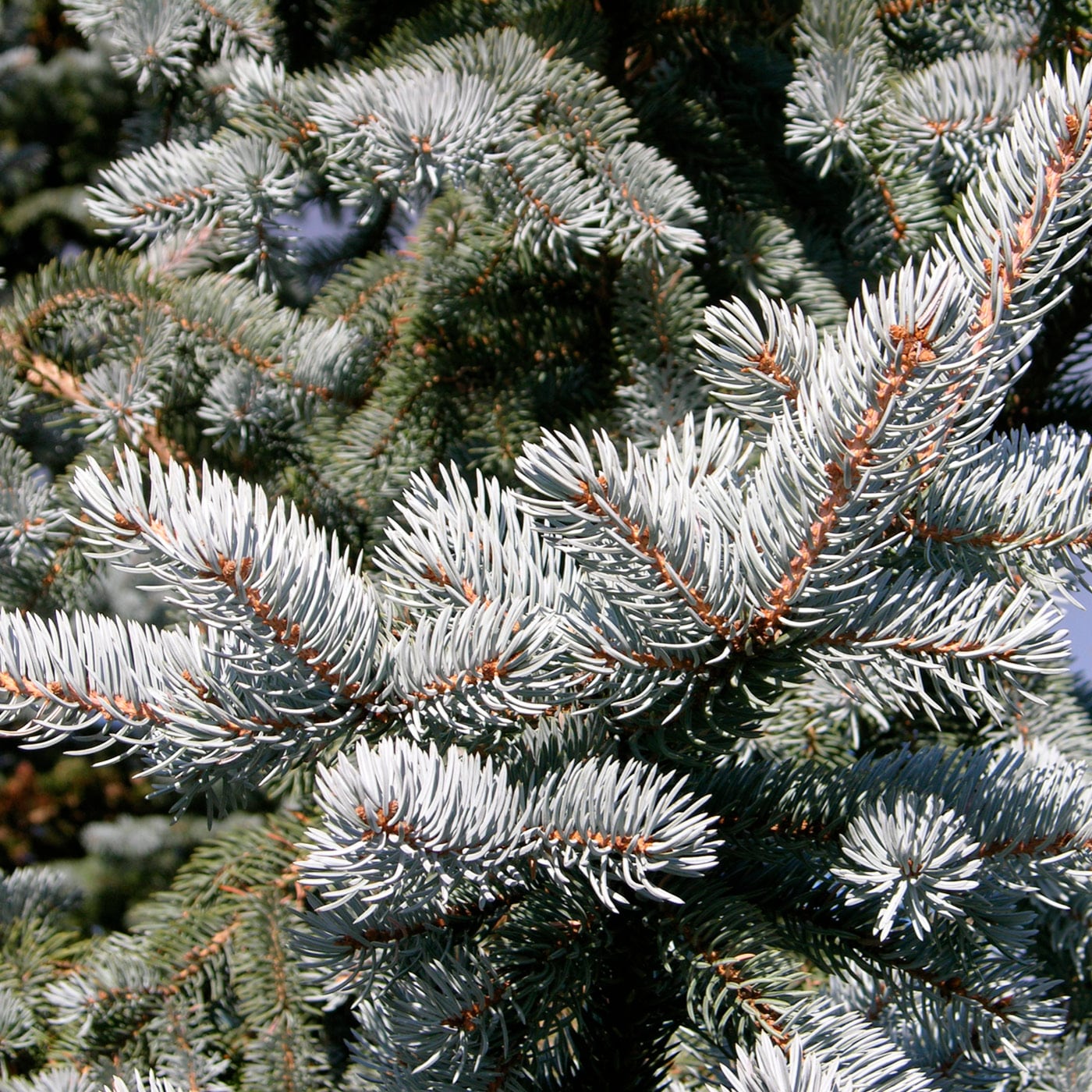 Close-up of a blue spruce tree showing detailed needle texture
