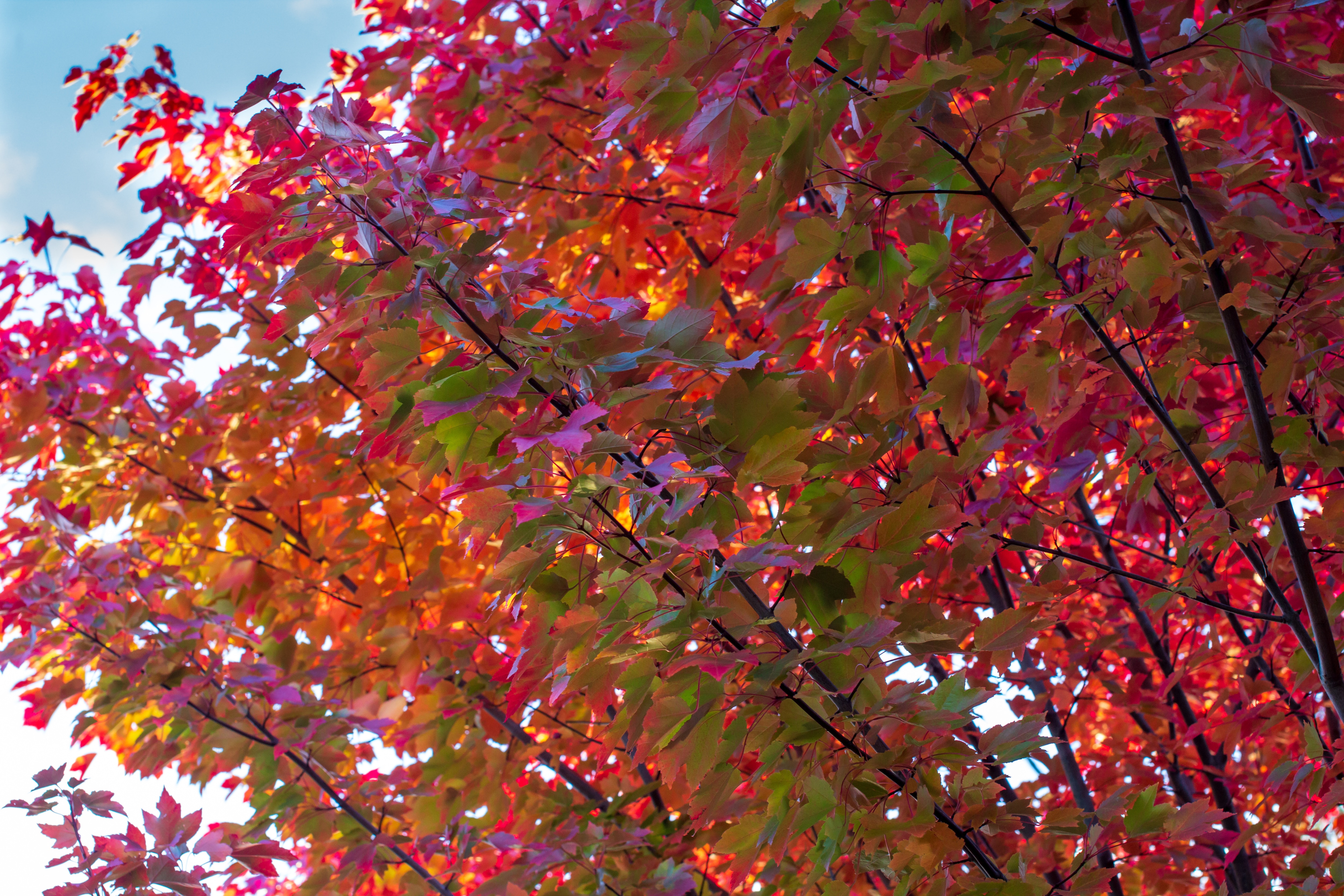 Vibrant autumn leaves in shades of red, orange, and yellow against a blue sky