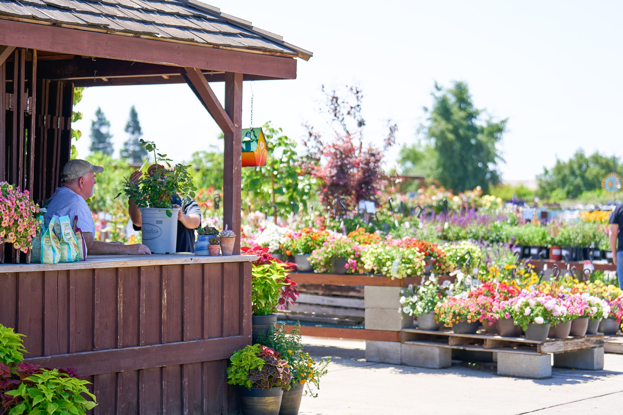 Person at a garden center kiosk surrounded by colorful plants on a sunny day