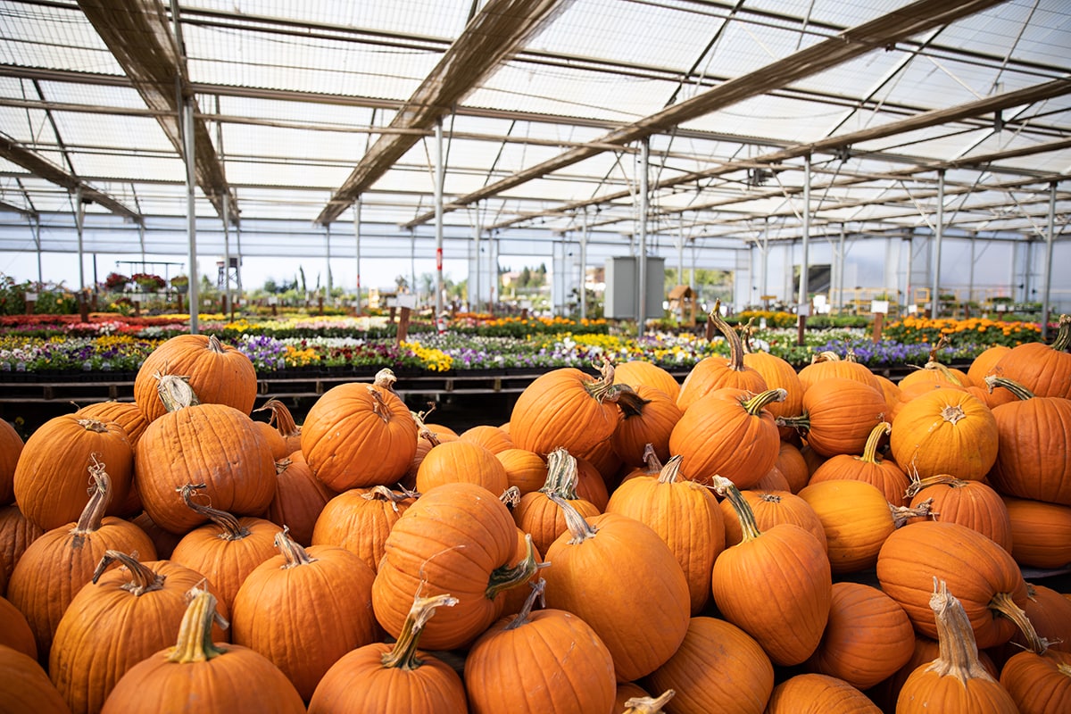 Pumpkins displayed for sale in a large greenhouse