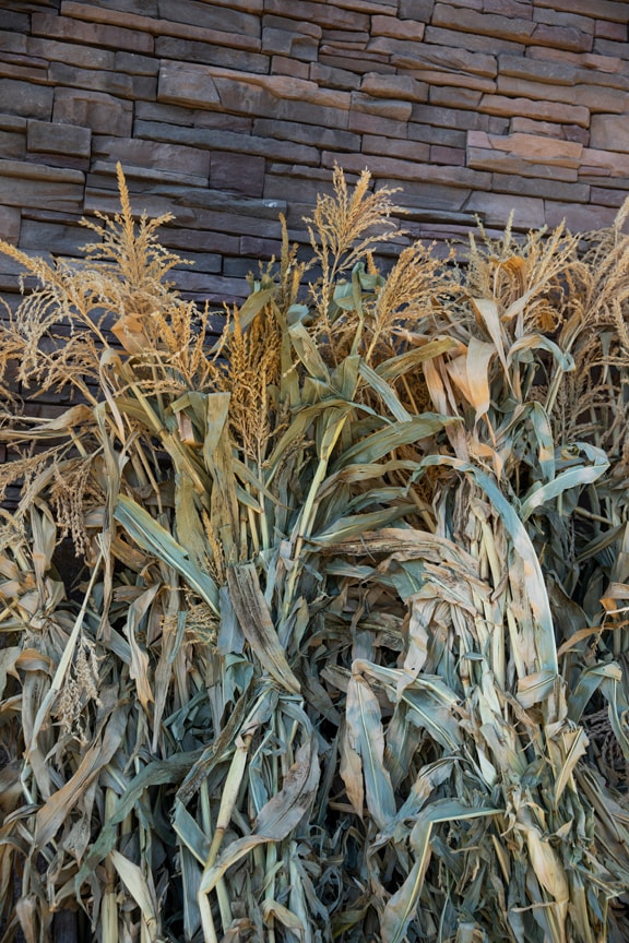 Dried corn stalks in front of a stacked stone wall