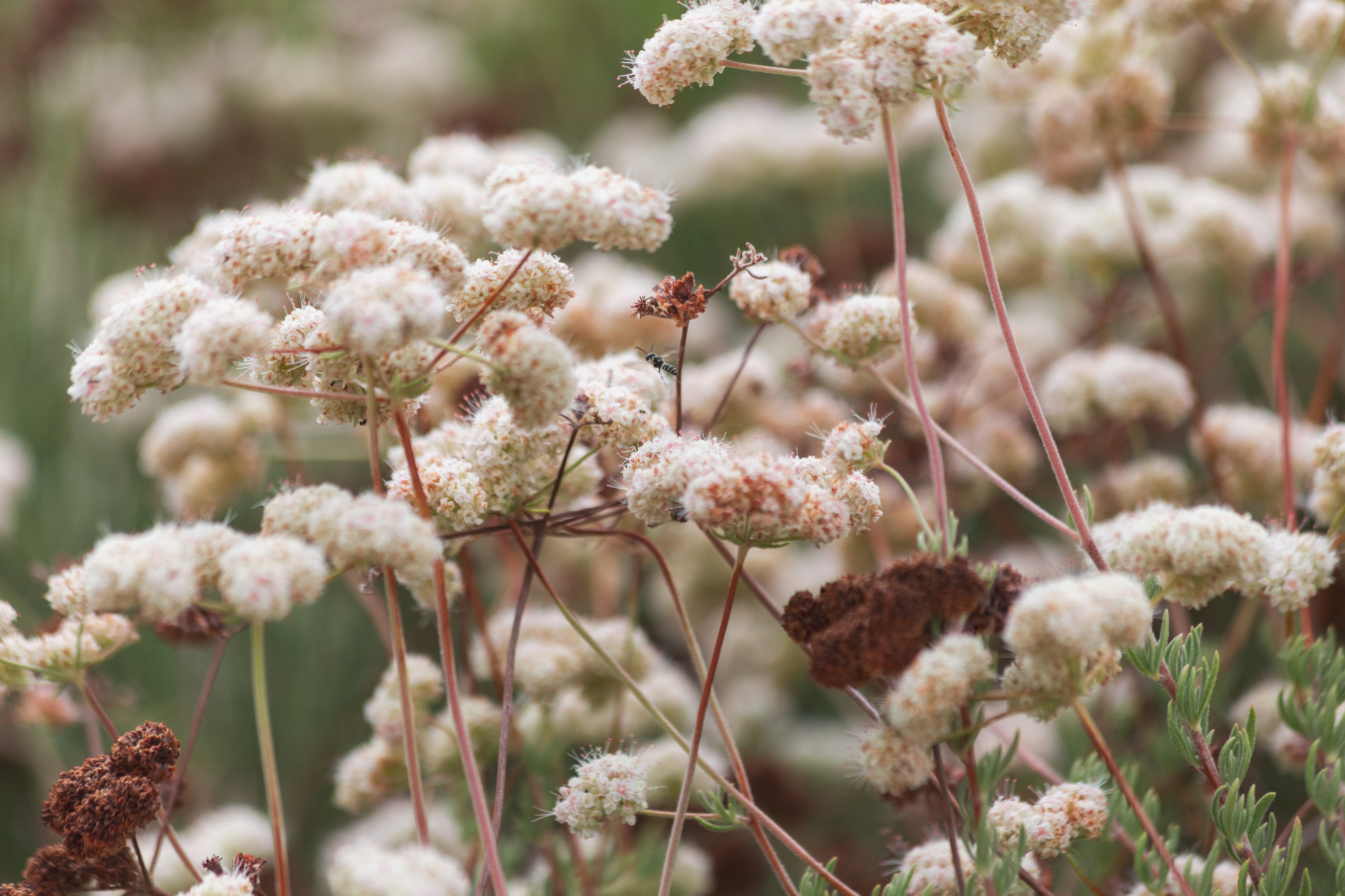 Close-up of white fluffy flowers with green stems in a field