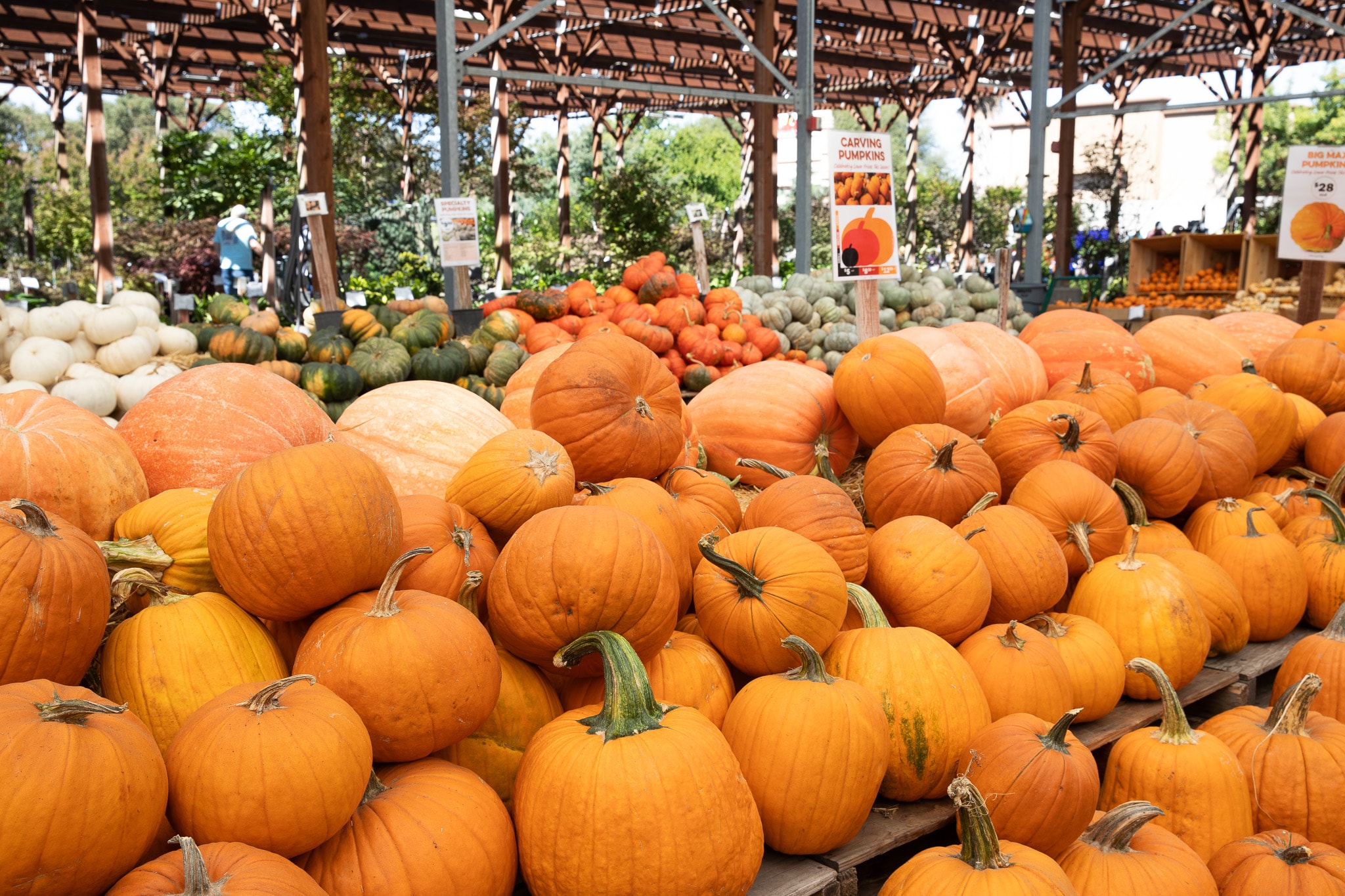 Display of orange and white pumpkins arranged under a shaded market canopy