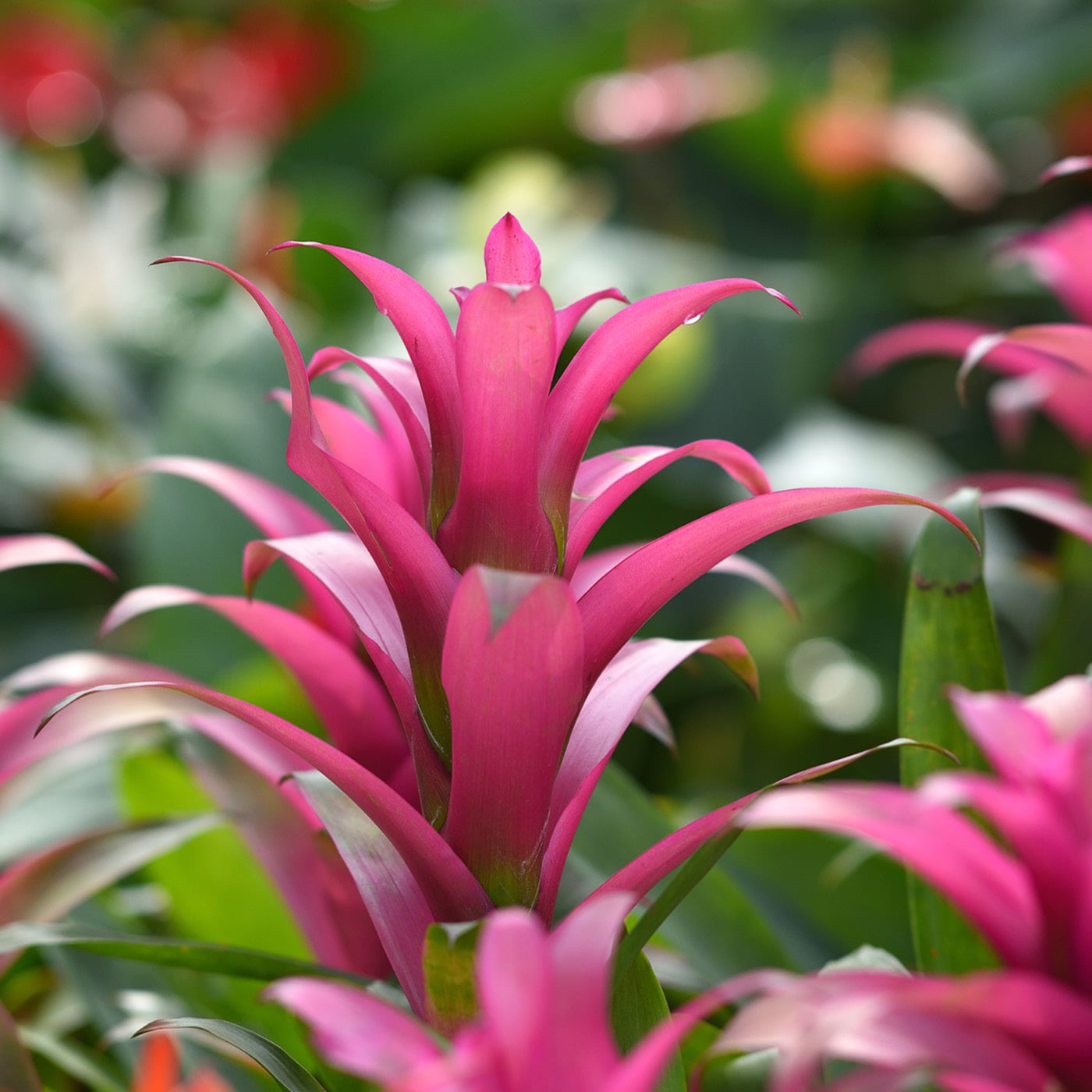 Vibrant pink bromeliad flower with green leaves in soft focus background