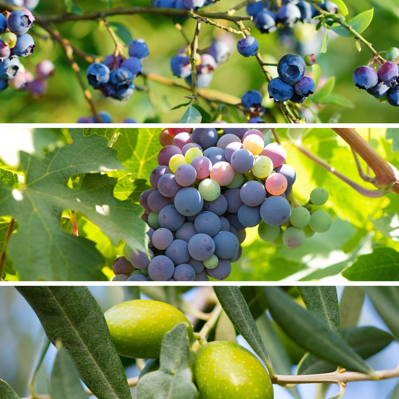 Collage of three images showing blueberries, grapes, and green olives on branches