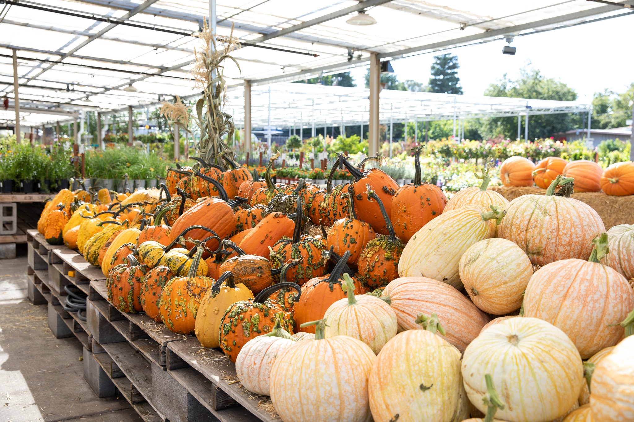 Assorted pumpkins and gourds on display in a greenhouse