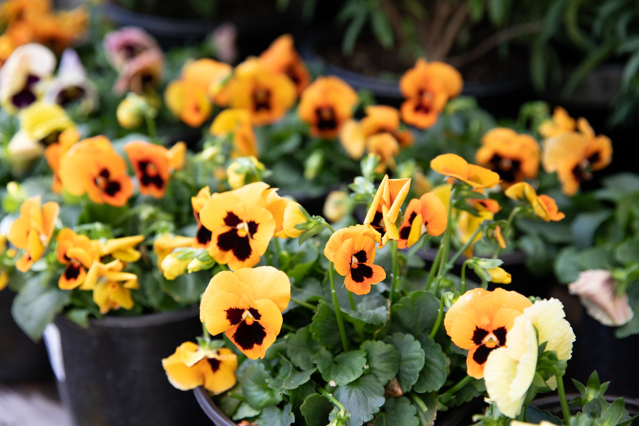 Pots of yellow pansies with dark centers on display