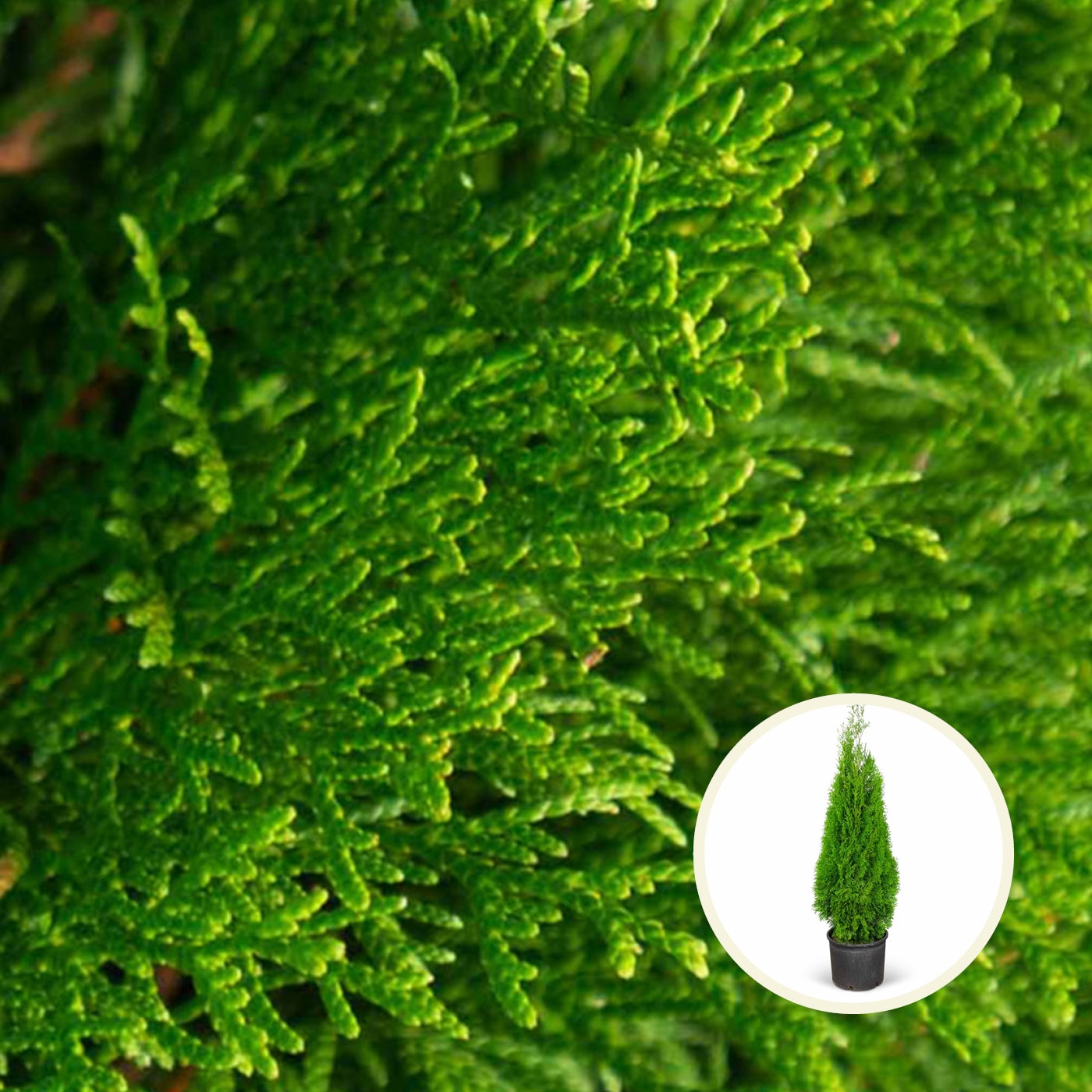 Close-up of green juniper branches with an inset showing a potted juniper plant