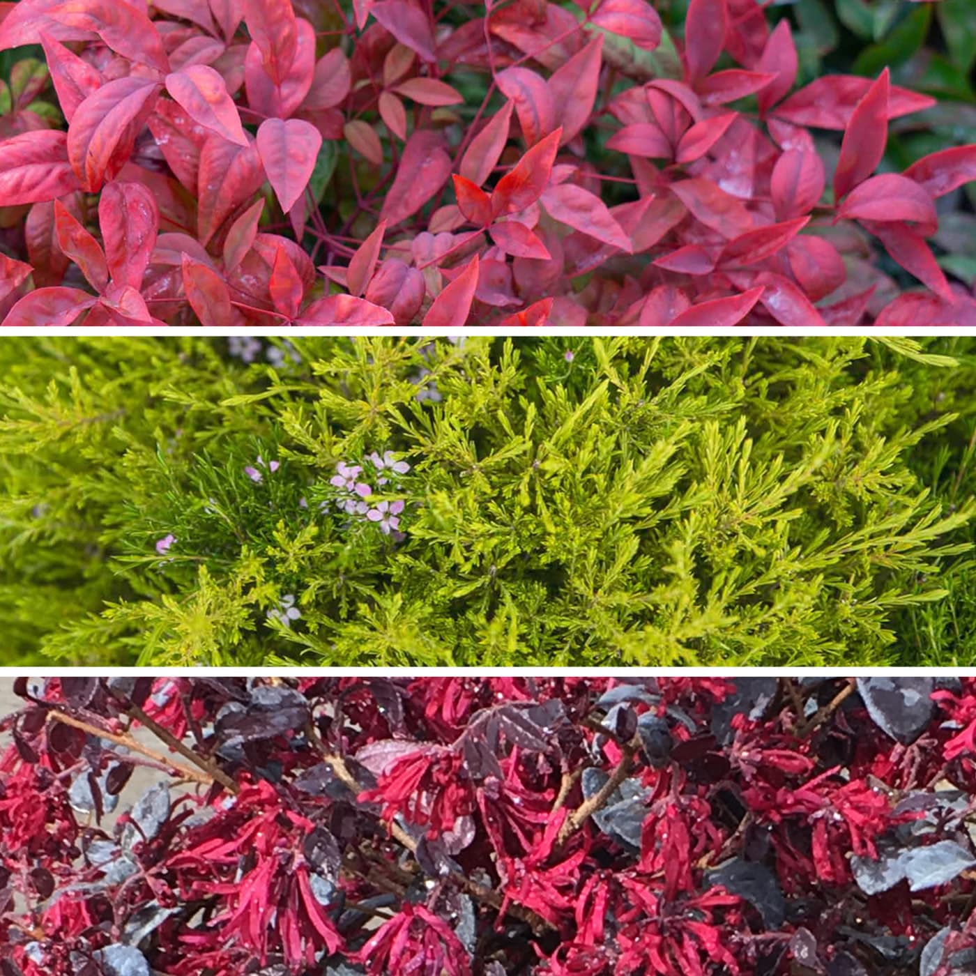 Triptych of vibrant plants featuring red leaves, green foliage, and frost-covered red leaves