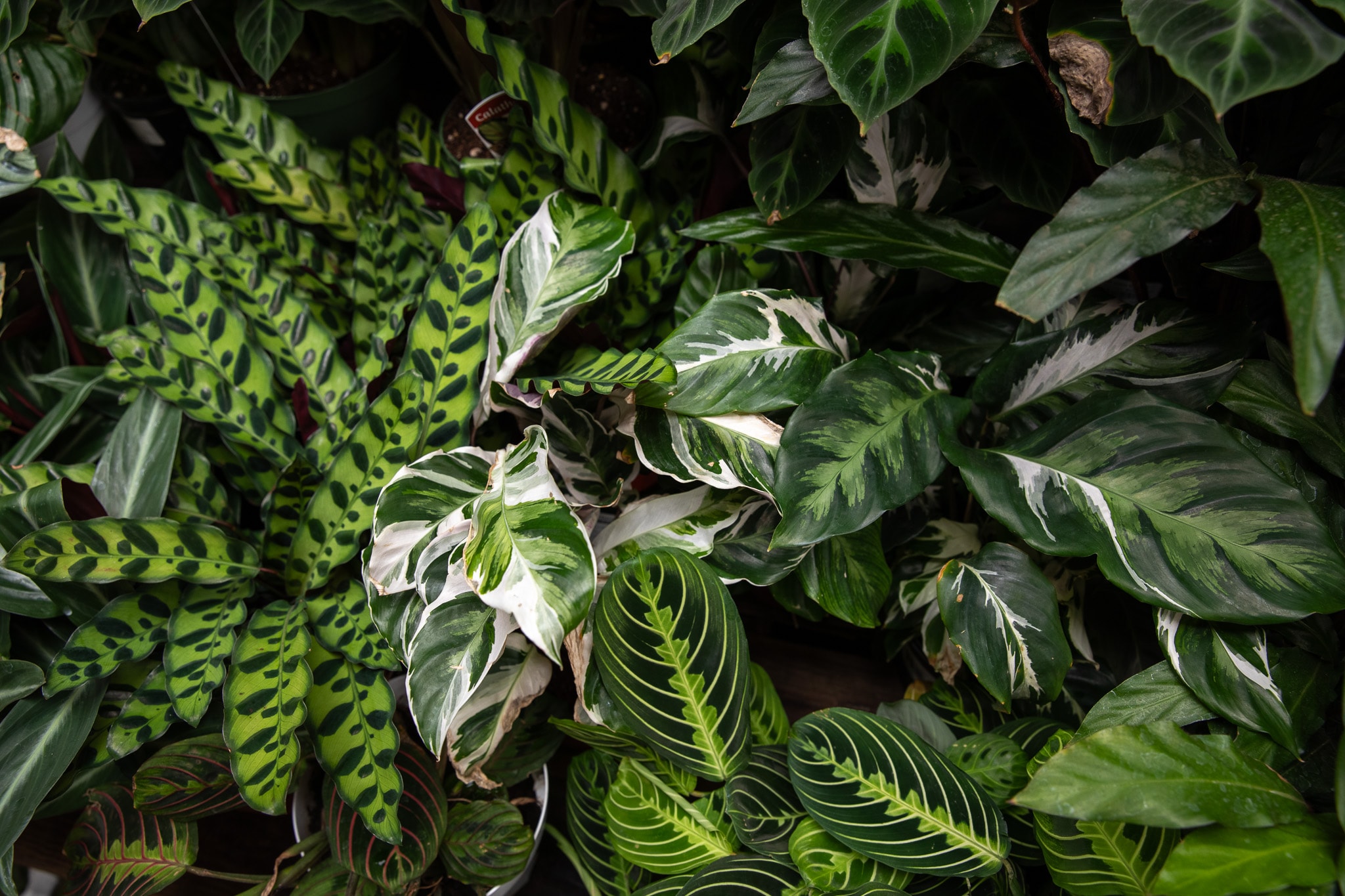 Variety of lush, green tropical houseplants with distinctive leaf patterns