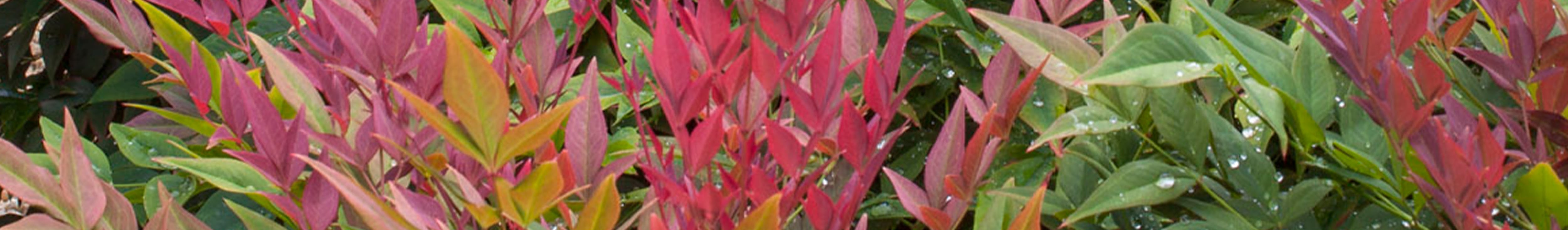 Colorful ti plant leaves in shades of pink, red, yellow, and green