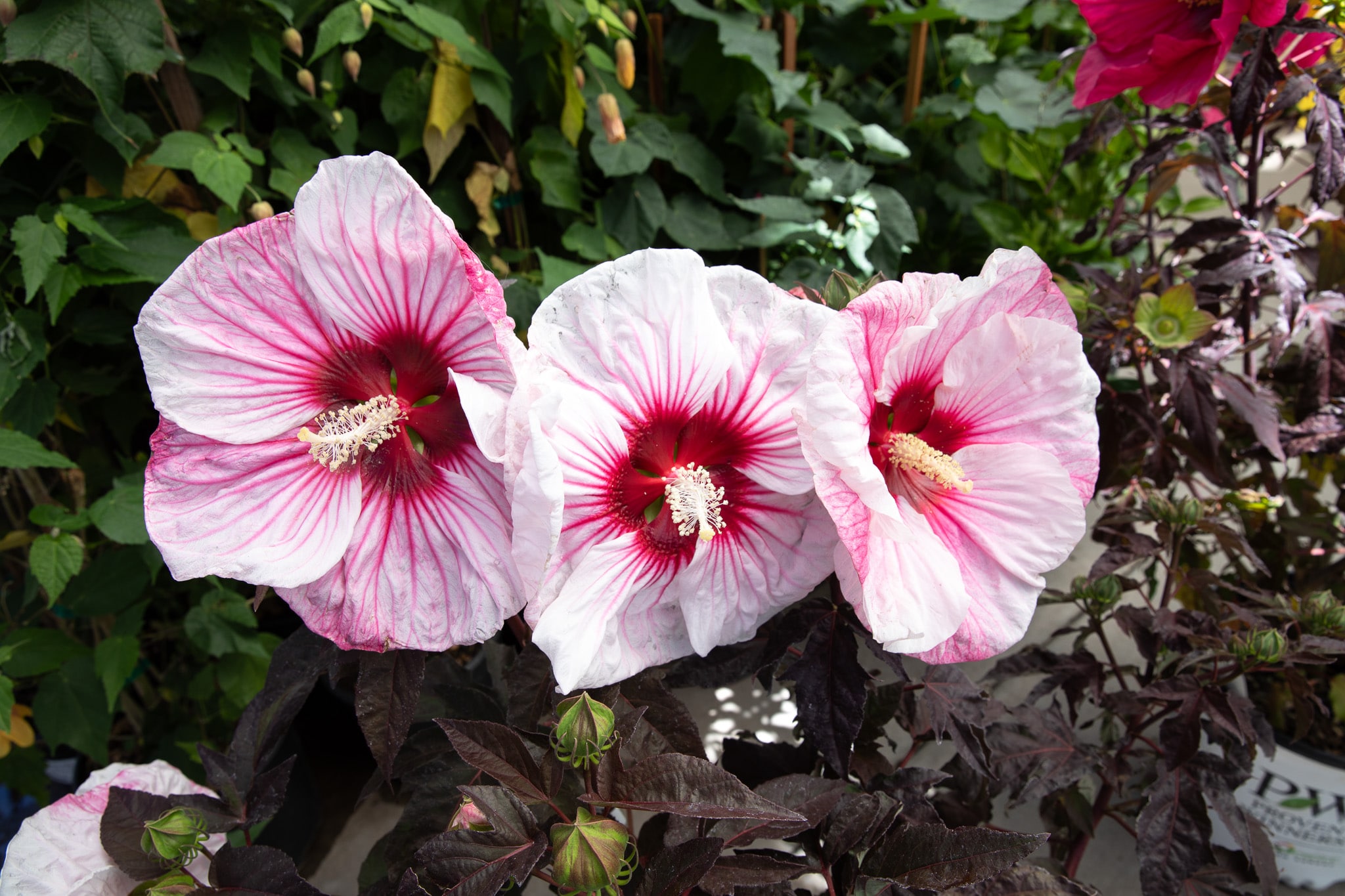 Three pink hibiscus flowers with dark foliage