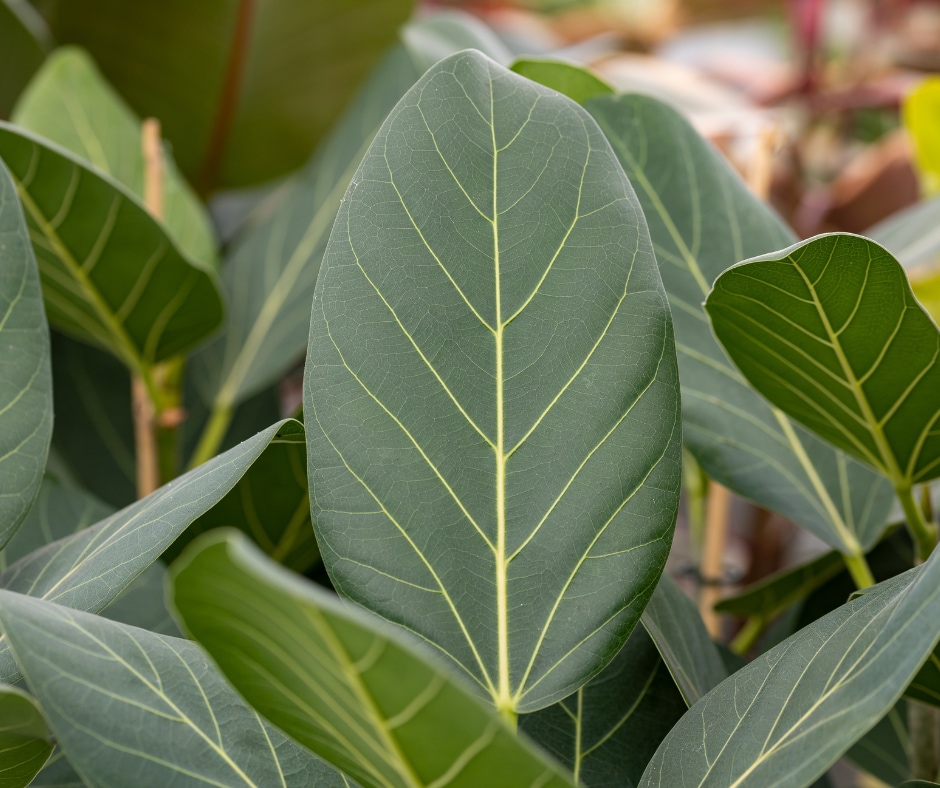 Close-up of green leaves with prominent veins