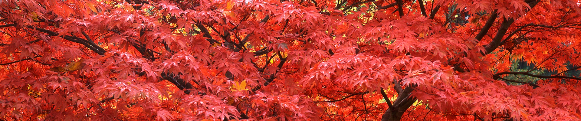 Vibrant red autumn leaves covering dense trees in a forest