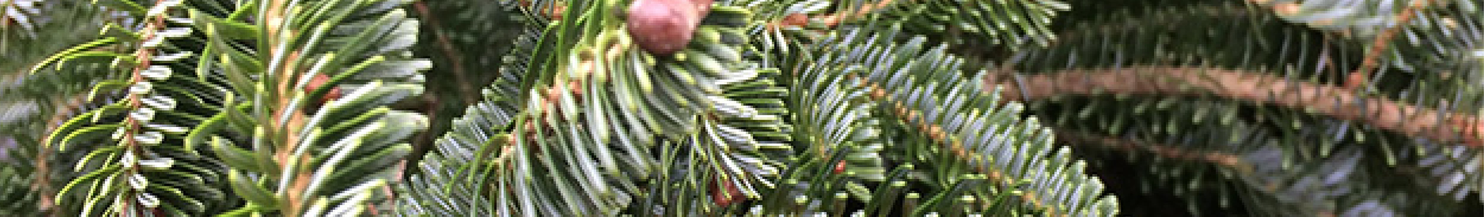 Close-up of a pink banana fruit hanging from a banana tree surrounded by green leaves