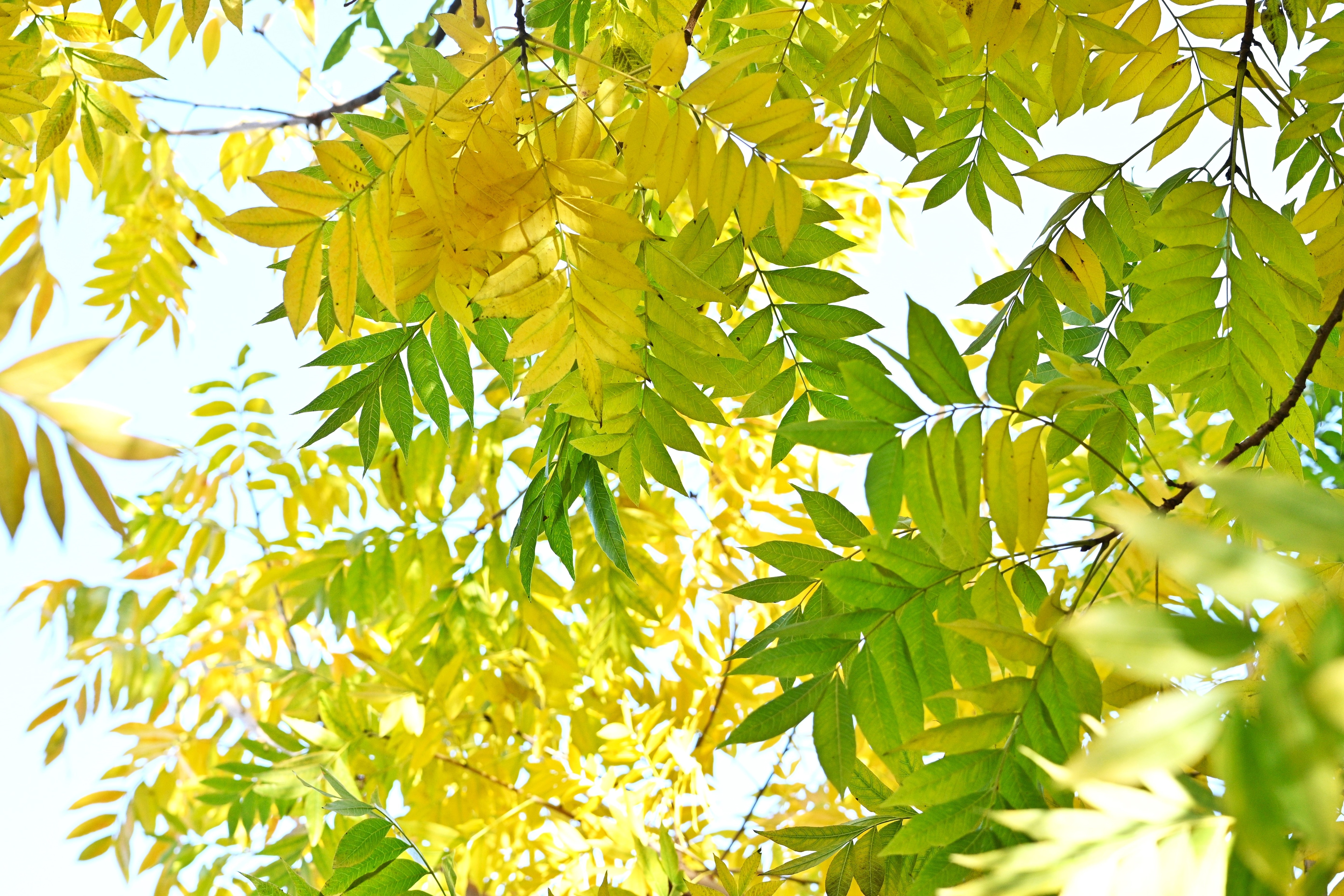 Sunlit yellow and green leaves against a bright sky