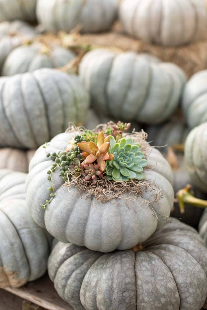 Stack of gray pumpkins with succulents planted on top