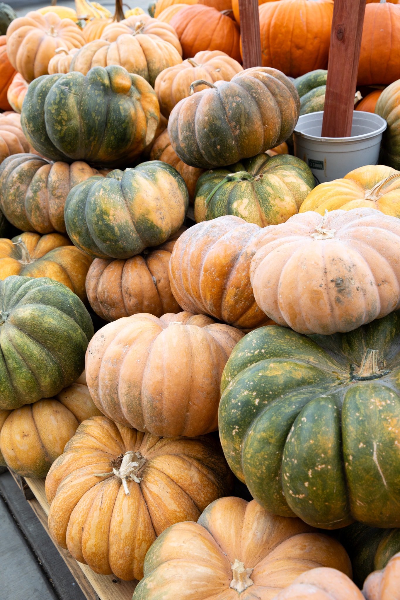 A pile of multi-colored pumpkins in a market bin