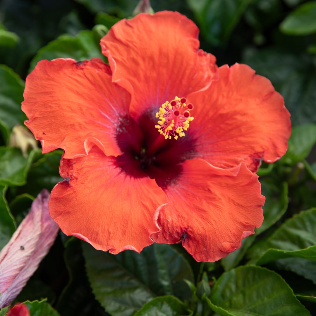 Close-up of a vibrant red hibiscus flower with a prominent yellow stamen