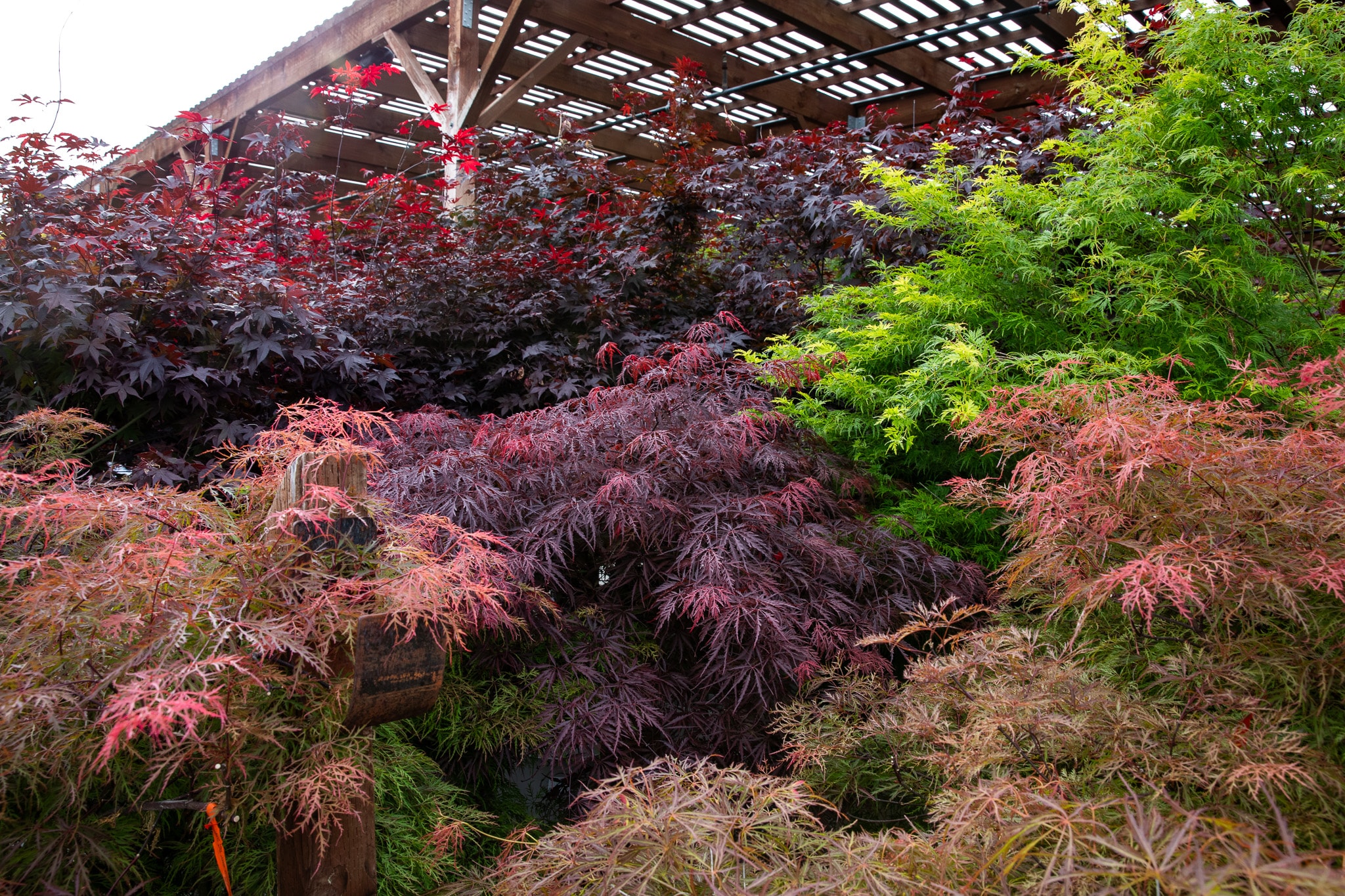 Rare and Unique Japanese Maple Varieties — Tagged 