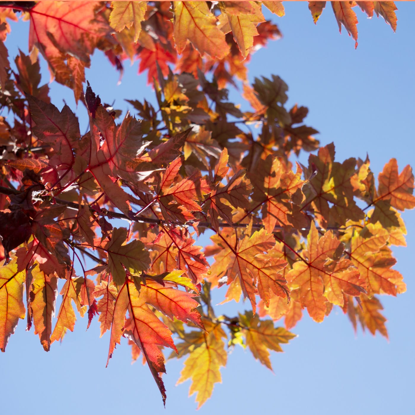 Autumn leaves in shades of red, orange, and yellow against a clear blue sky