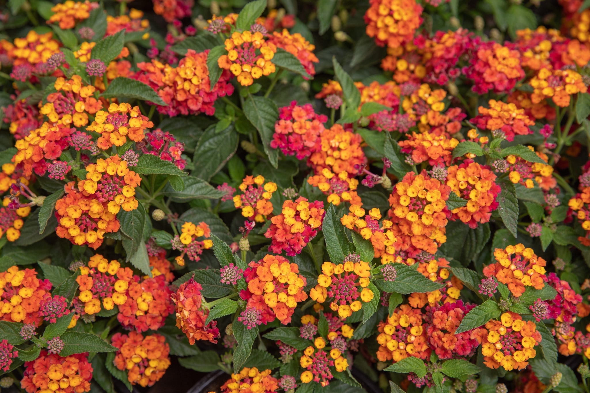 rhododendron bloombux nugget Jetzt Rhododendron 'Bloombux'  Pink online kaufen bei Bohlken  Pflanzenversand  Bohlken Pflanzenversand GbR