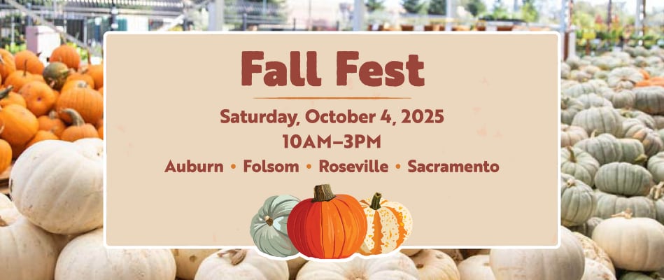 Banner for Fall Fest on October 4, 2025, with a background of pumpkins