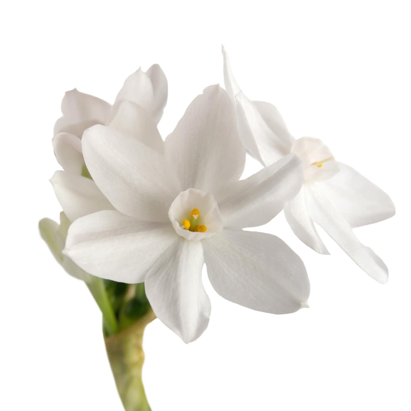 White narcissus flowers with visible stem on a plain background