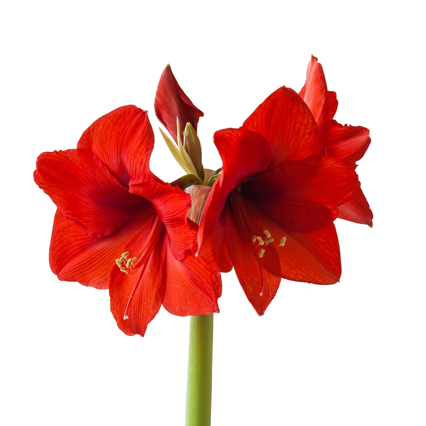 Close-up of vibrant red amaryllis flowers on a white background