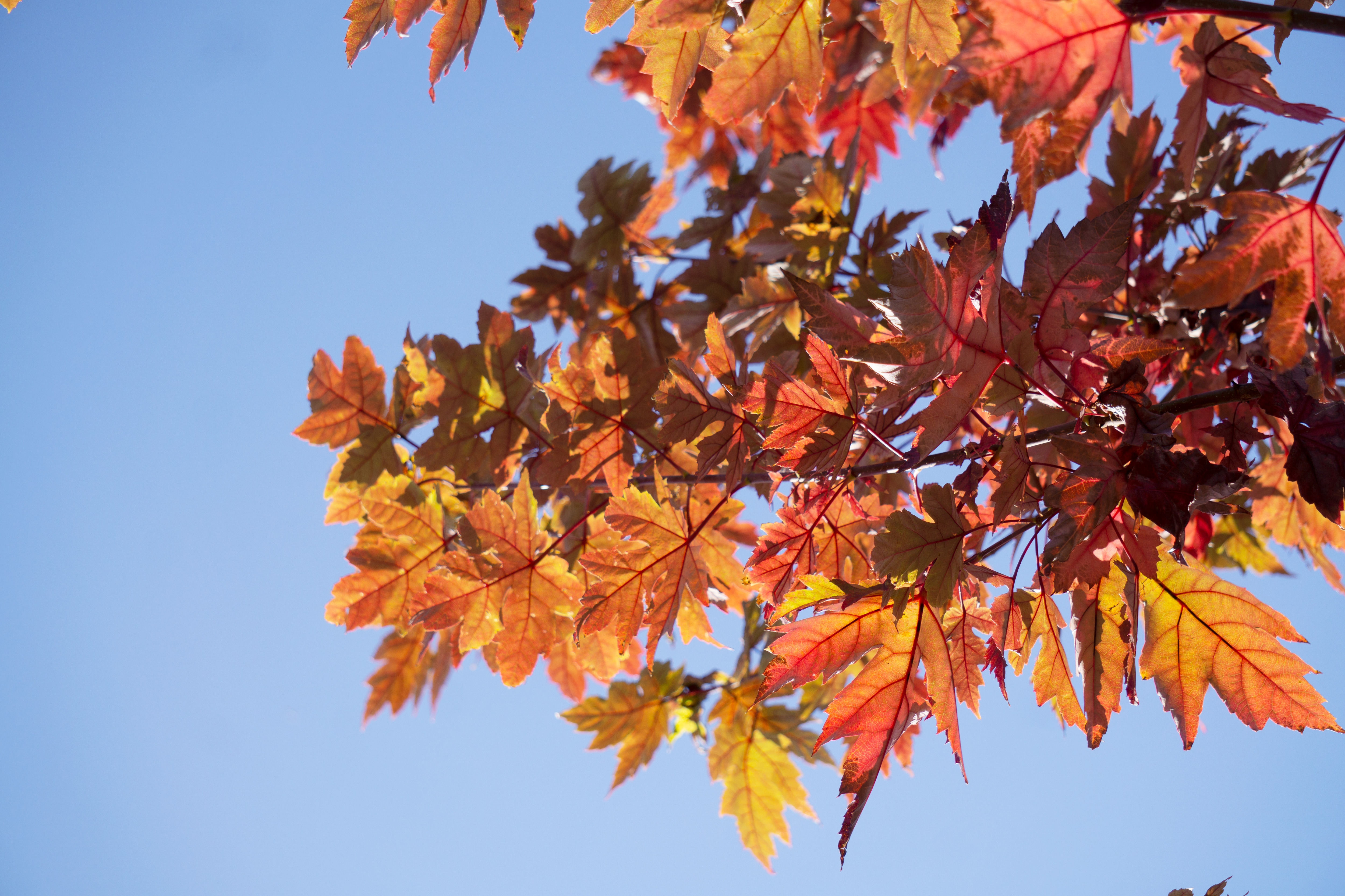 Autumn leaves in red and orange hues against a clear blue sky