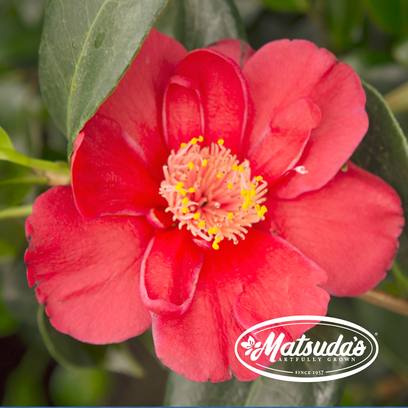 Vivid red camellia flower with yellow stamens and Matsuda's logo overlay