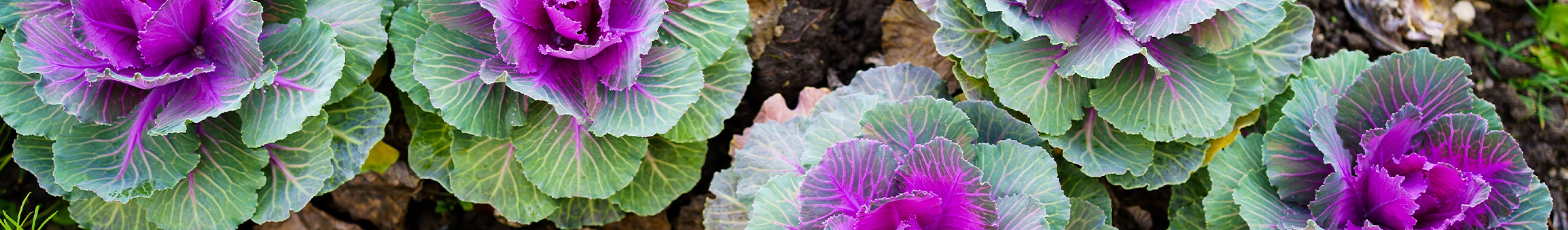 A close-up of vibrant purple and green succulents
