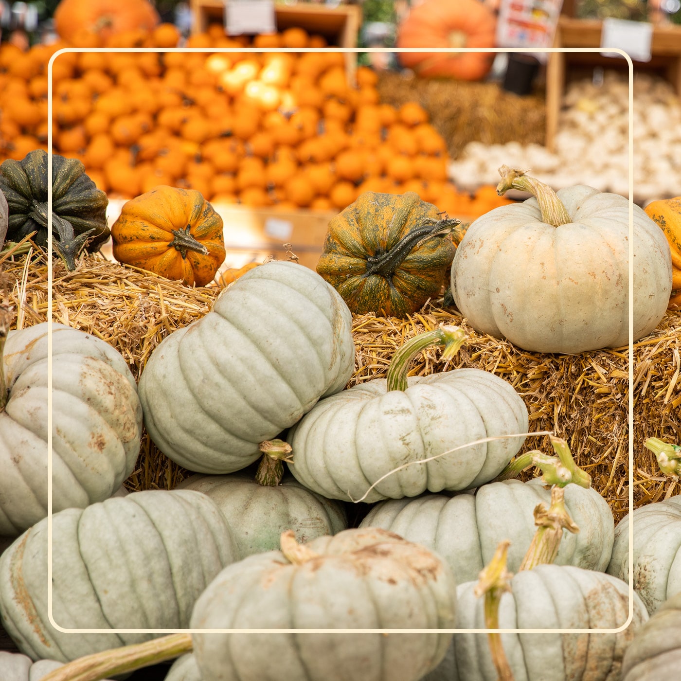 Assorted pumpkins and gourds displayed on hay at a market