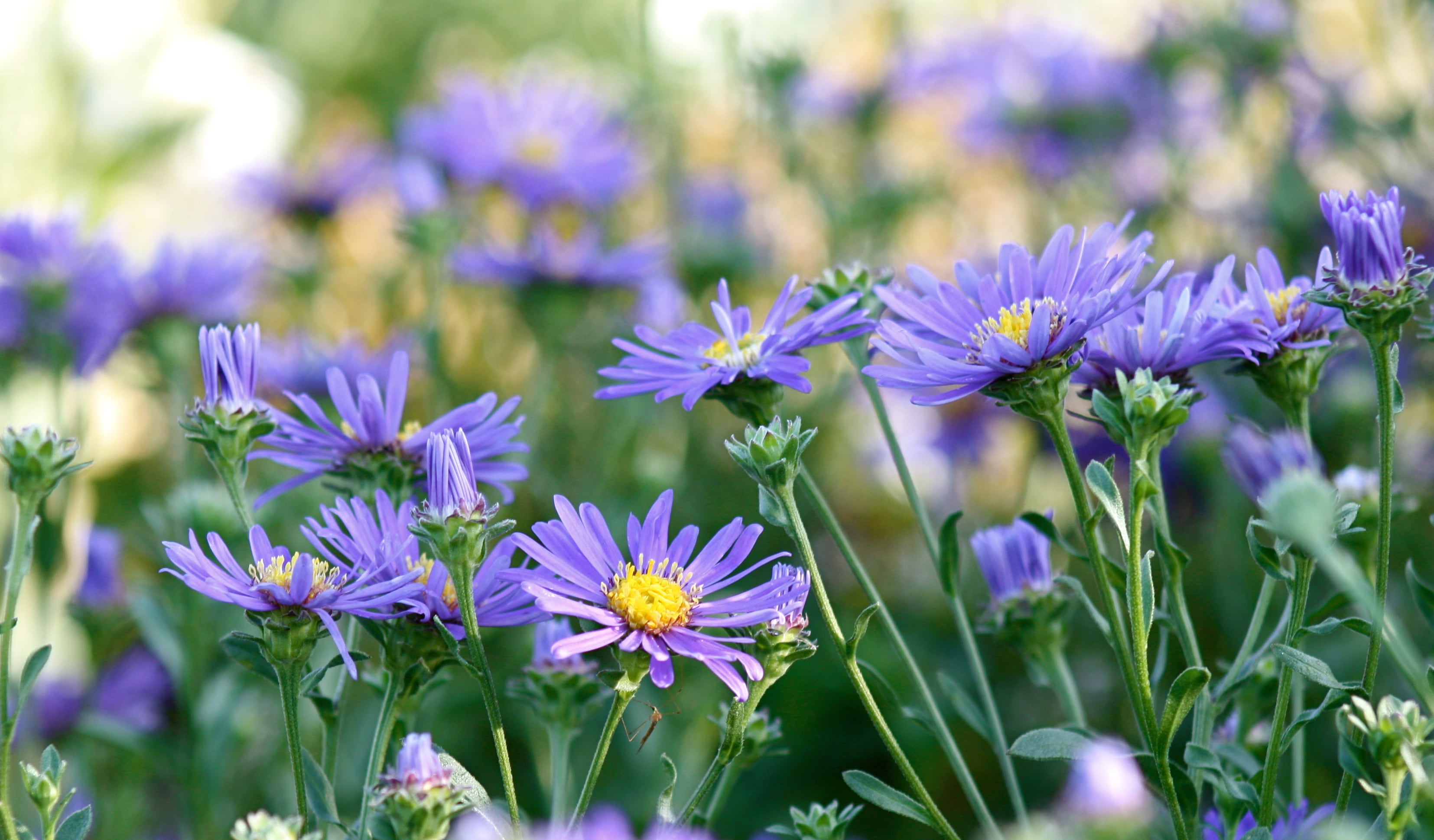 Aster Autumn Blue