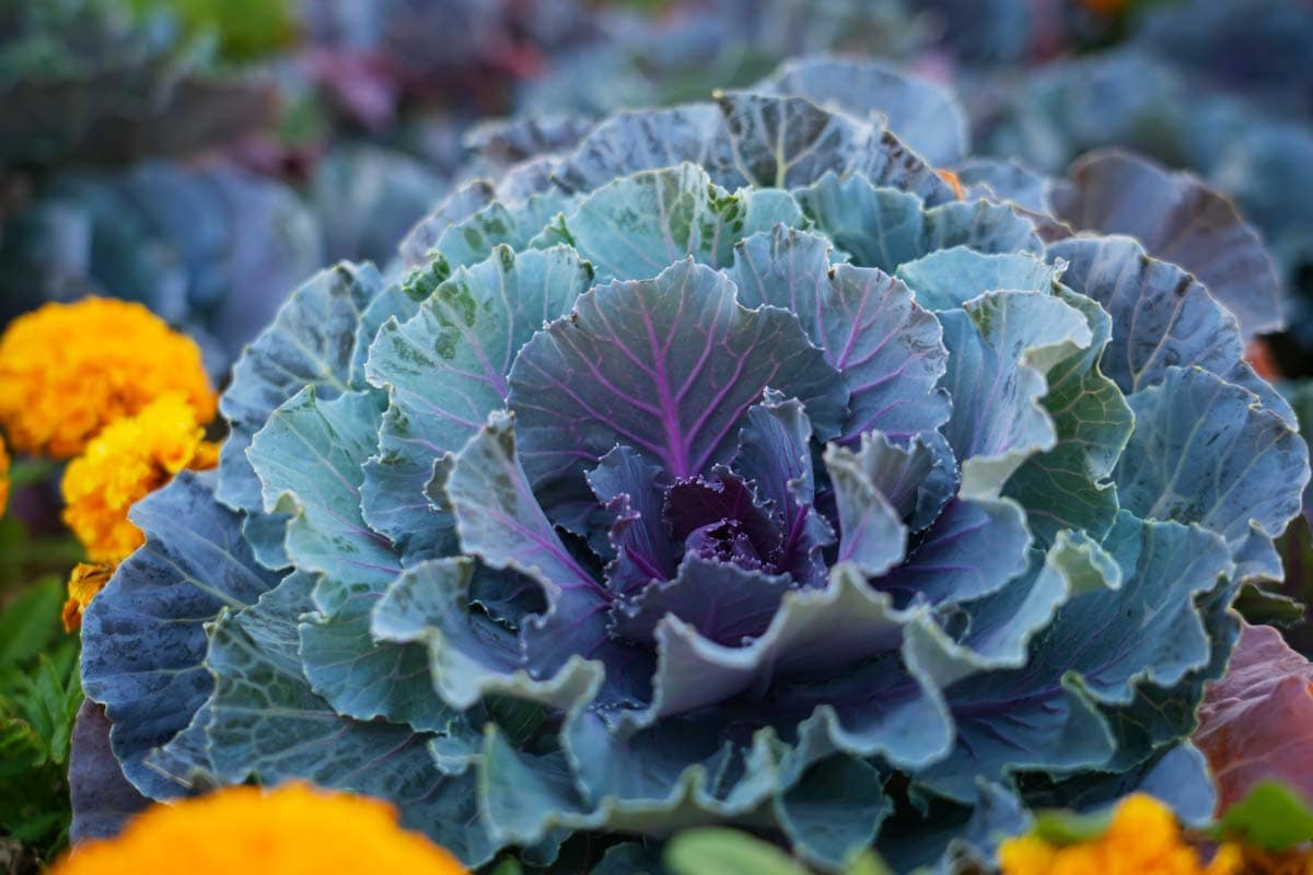 Ornamental cabbage with purple and green leaves surrounded by yellow flowers