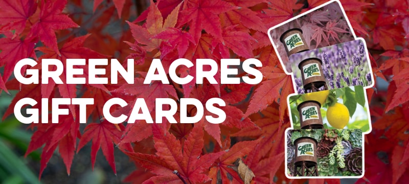 Promotional banner for Green Acres Gift Cards featuring poinsettia background and images of cards