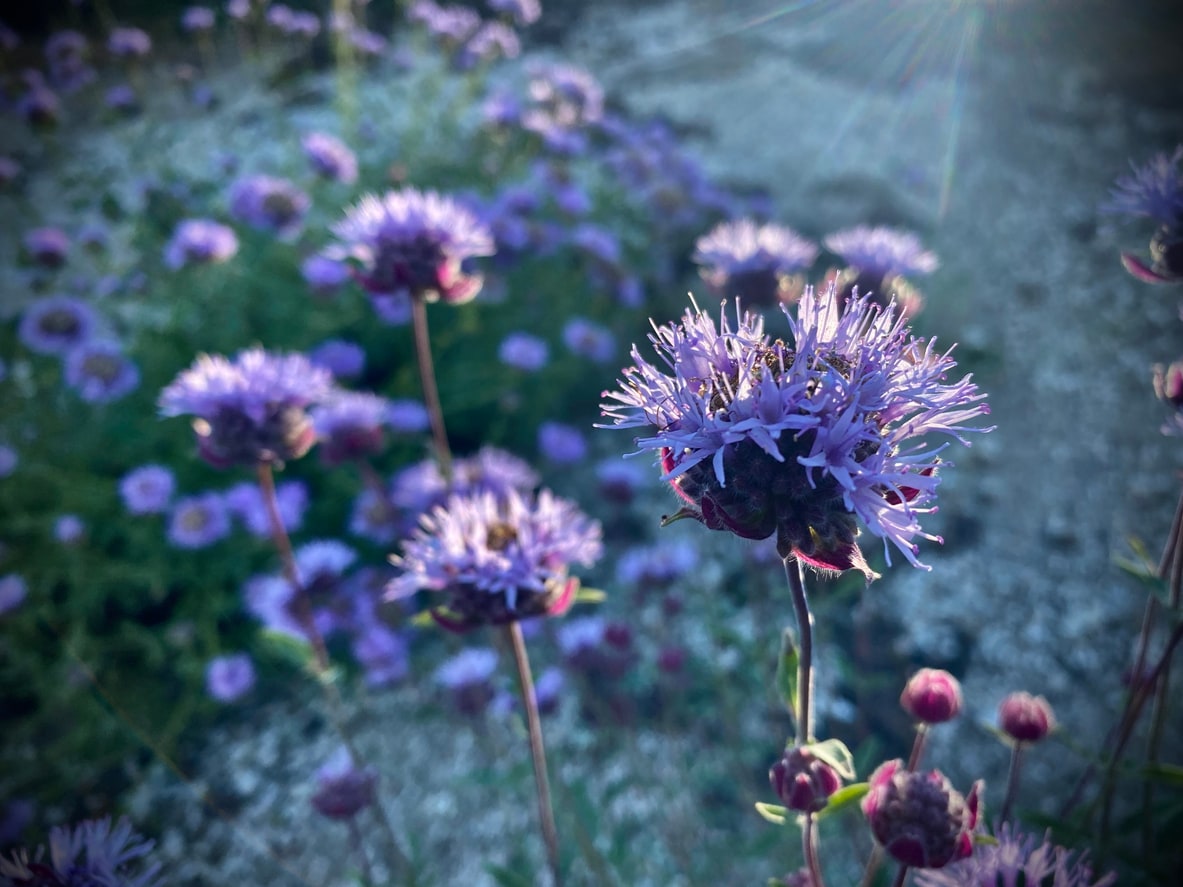 Purple flowers blooming in a garden with a soft focus background