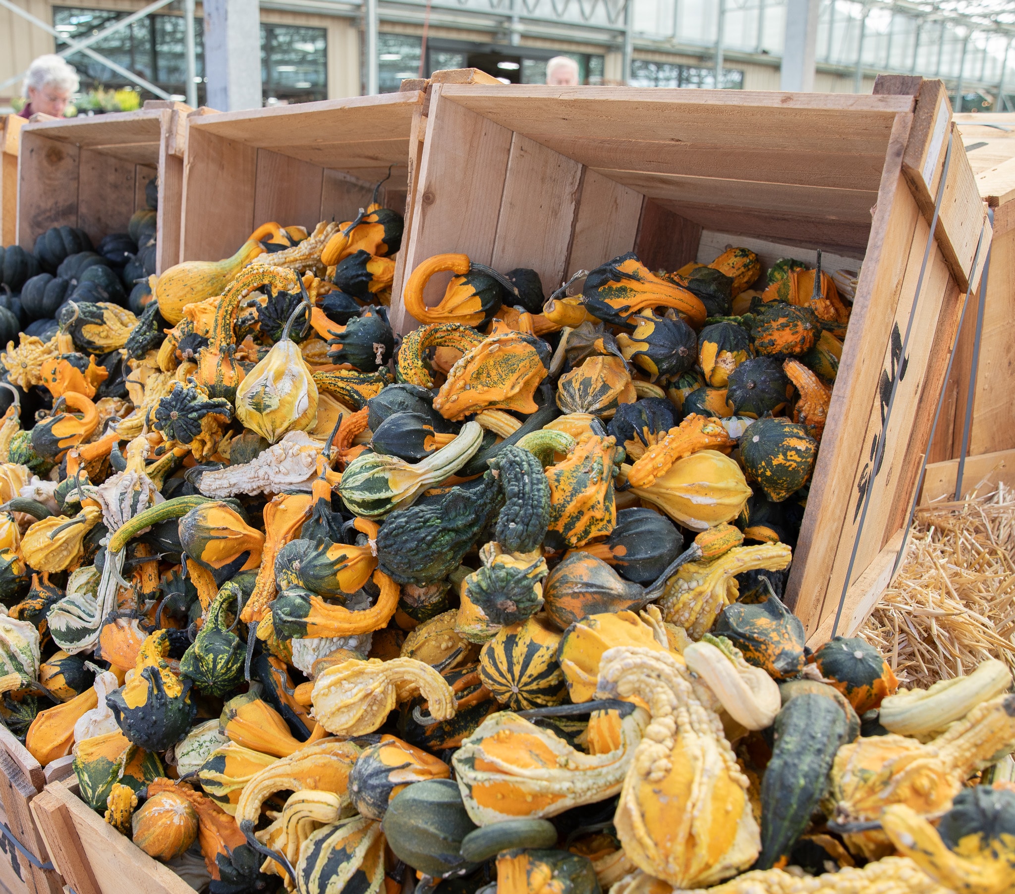 Wooden crates filled with various colorful gourds at a market