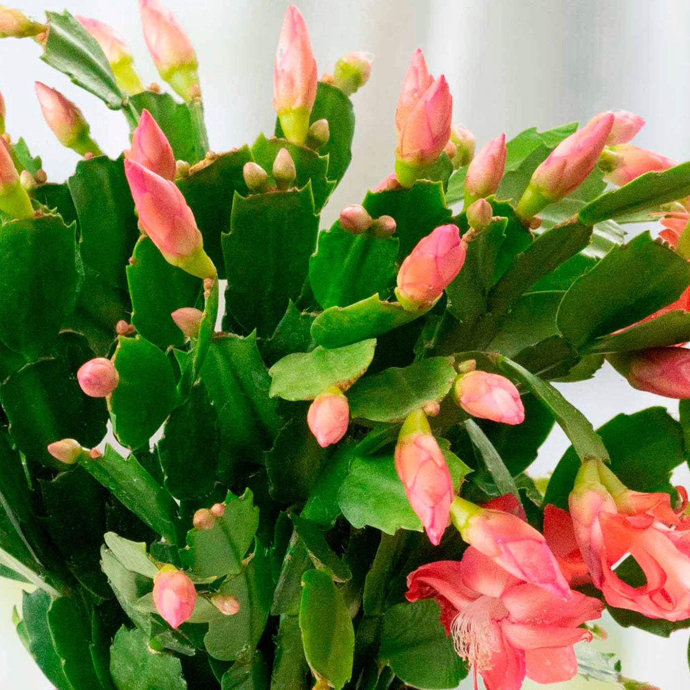 Pink Christmas cactus blooms and buds on green stems