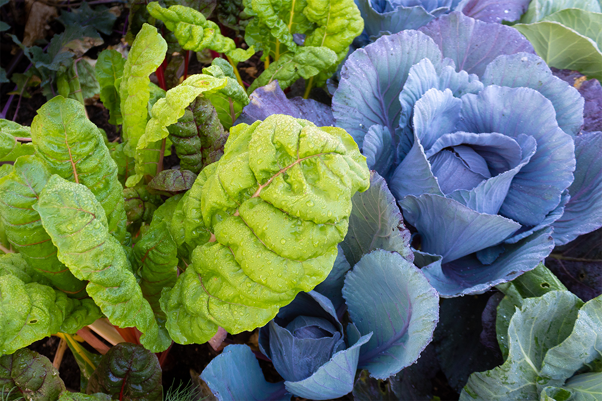 Colorful cabbage and Swiss chard leaves thriving in a garden