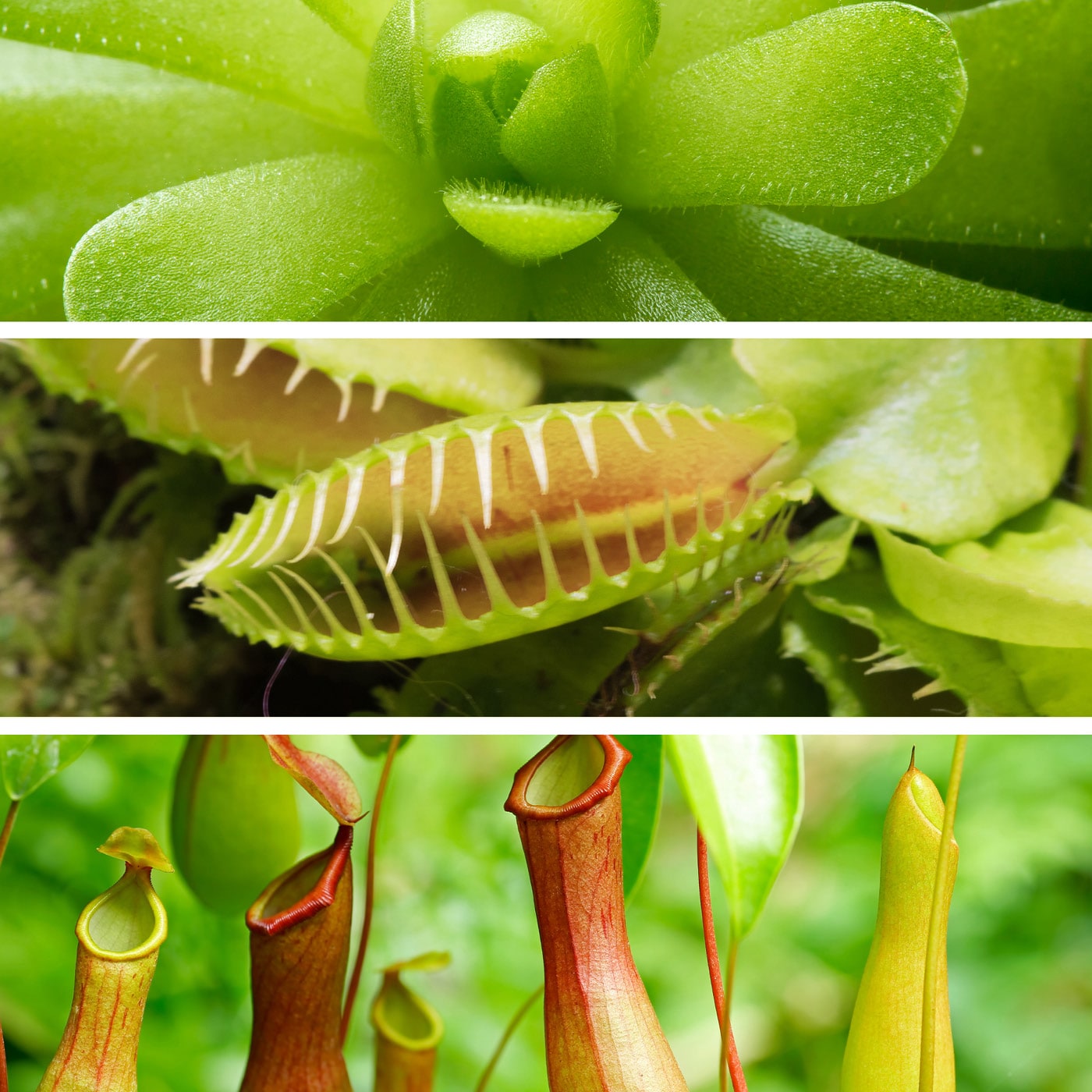 Collage of carnivorous plants: top to bottom, a green rosette succulent, Venus flytrap, and pitcher plants