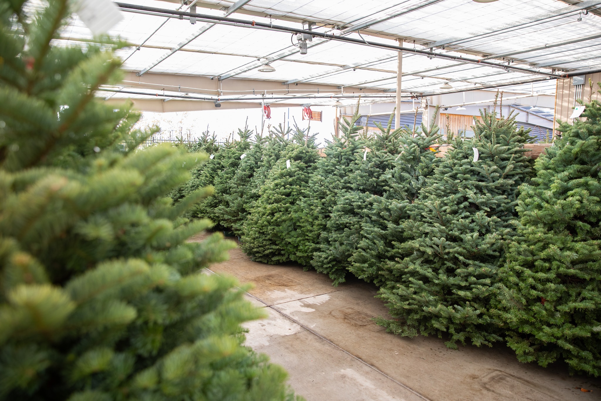 Rows of Christmas trees in a covered outdoor nursery