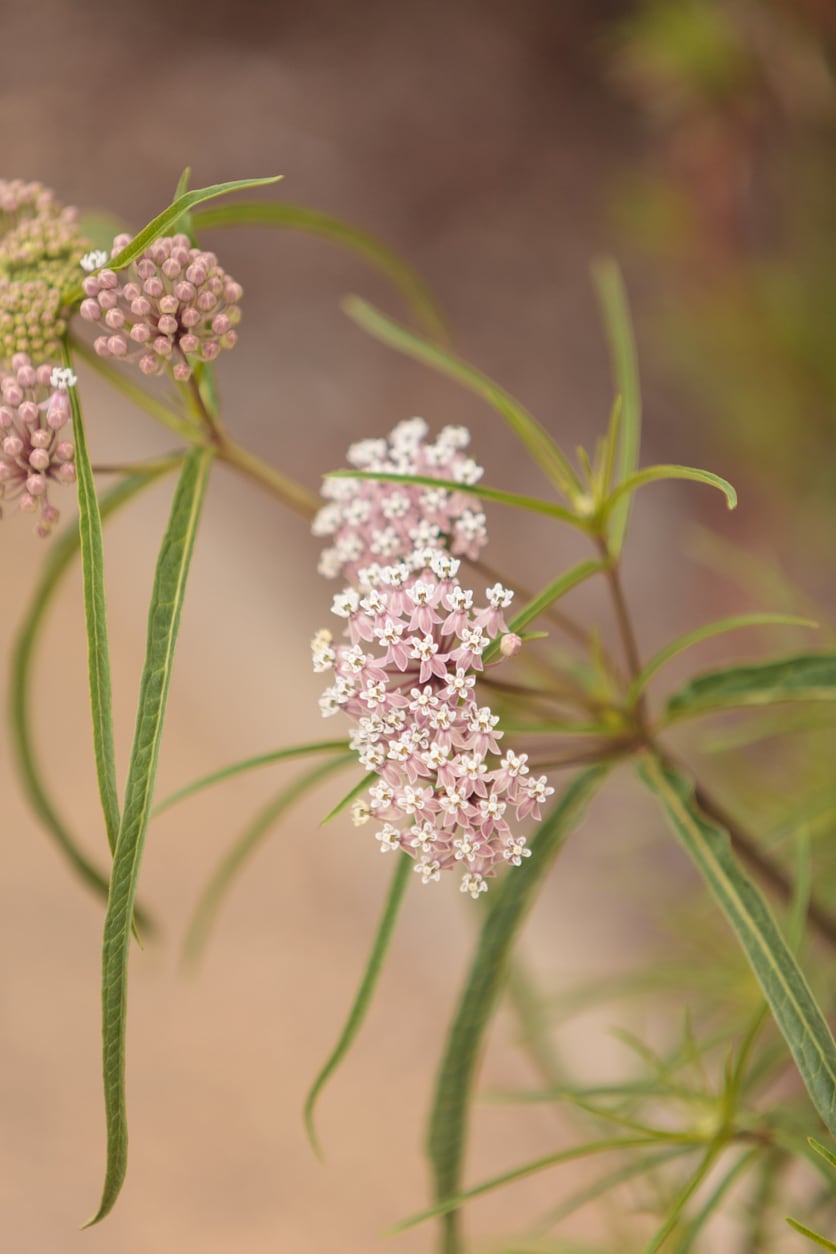 White and pink wildflowers with delicate blooms and green leaves, blurred natural background