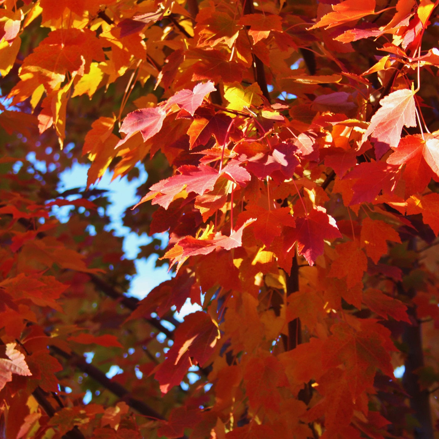 Vibrant red and orange autumn maple leaves against a bright sky