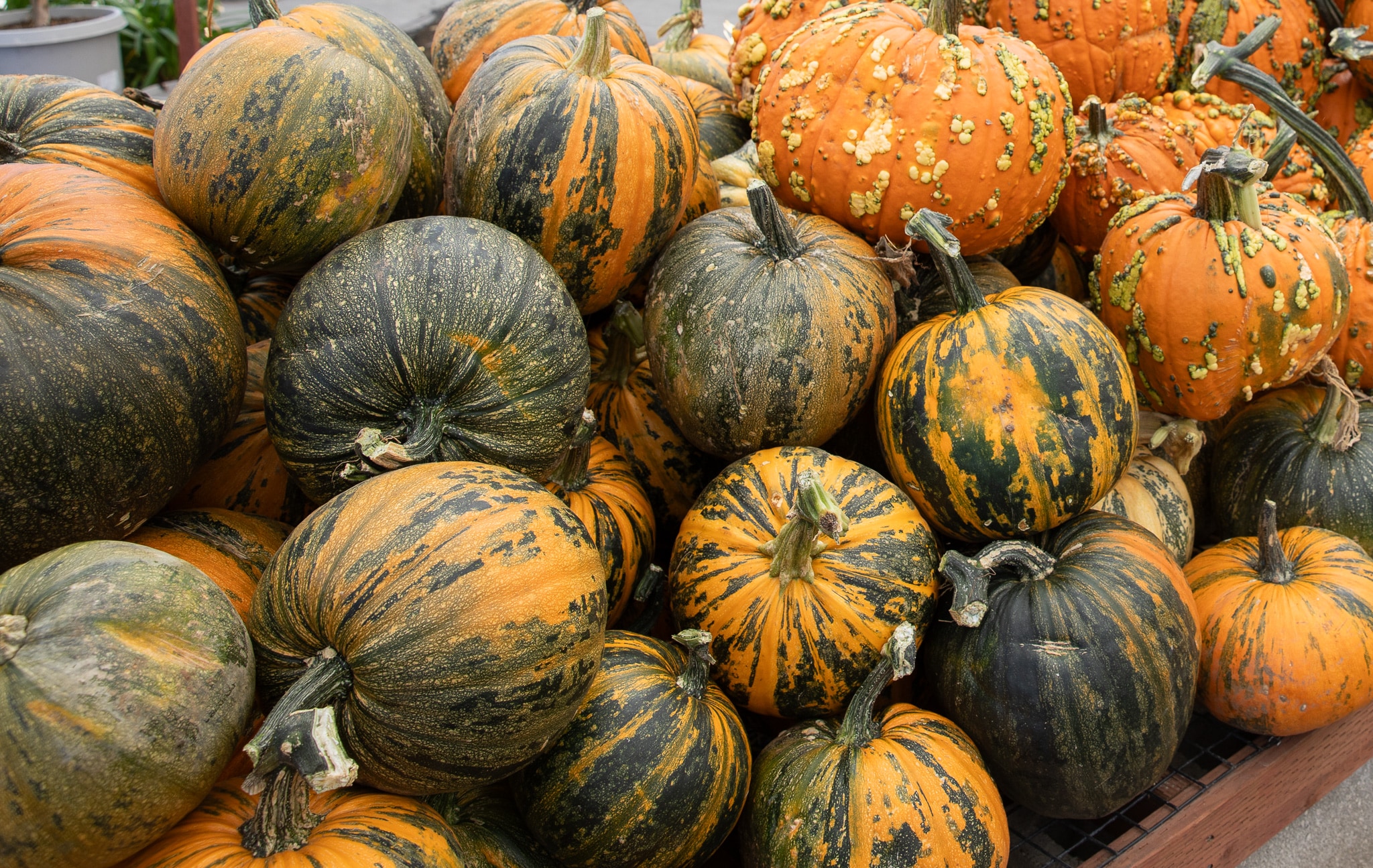 Assorted pumpkins and gourds in various colors and patterns